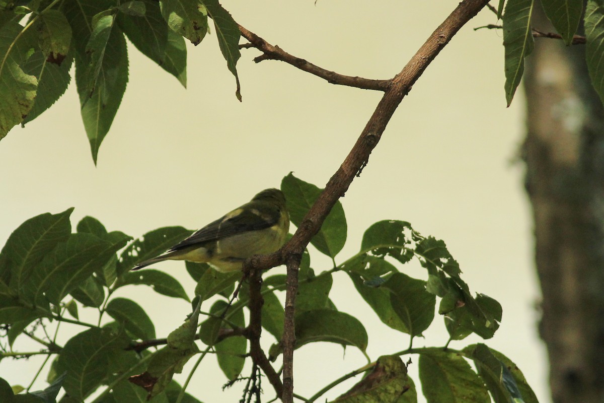 Scarlet Tanager - ML647015253