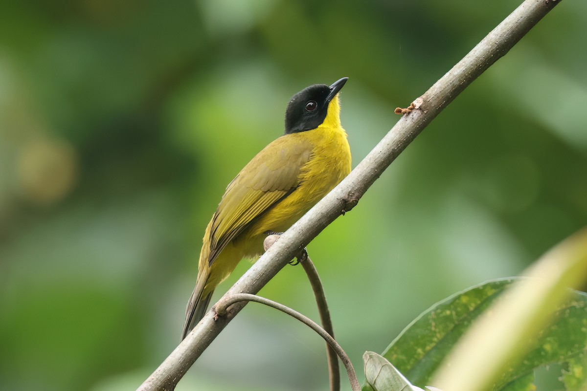 Black-capped Bulbul - ML647015261