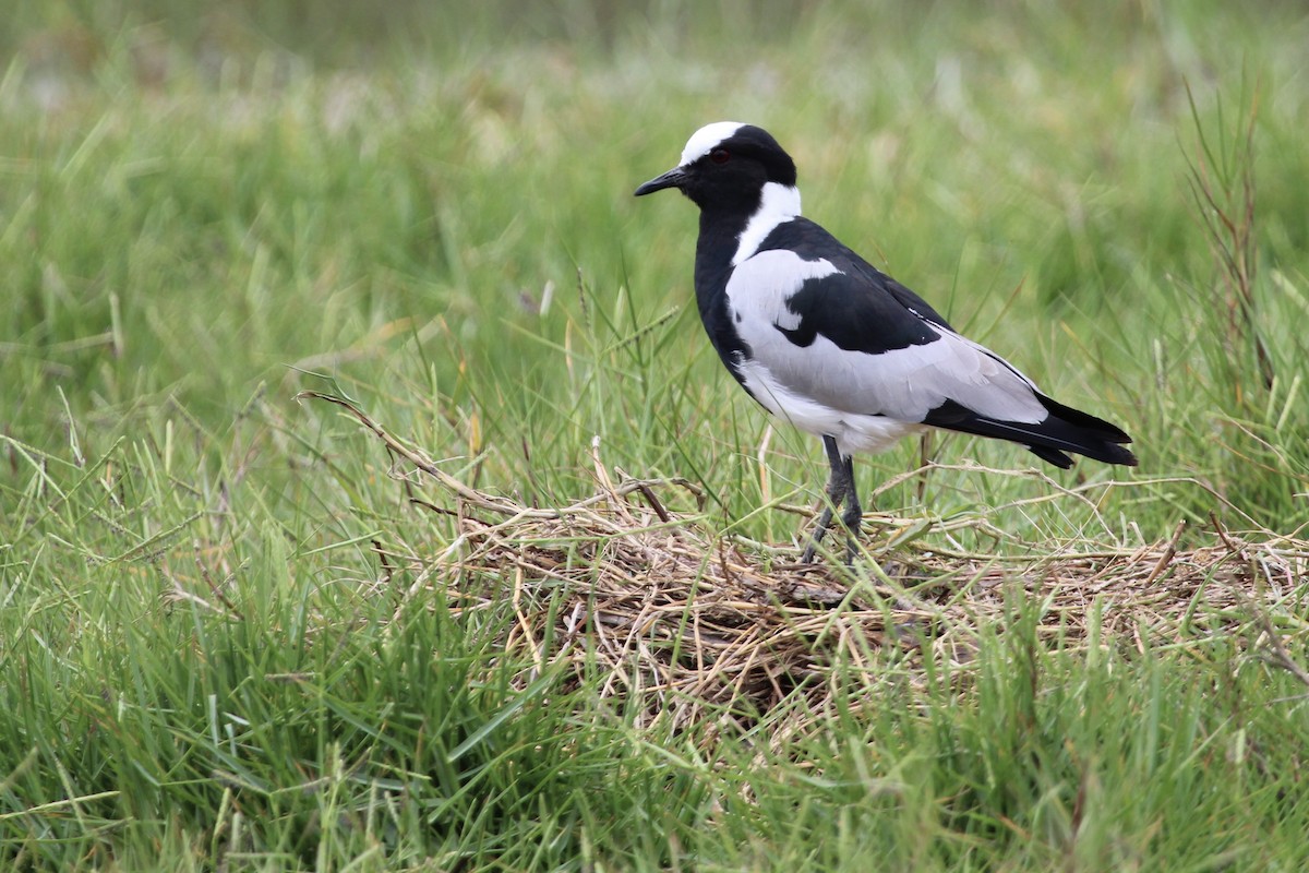 Blacksmith Lapwing - ML647015264