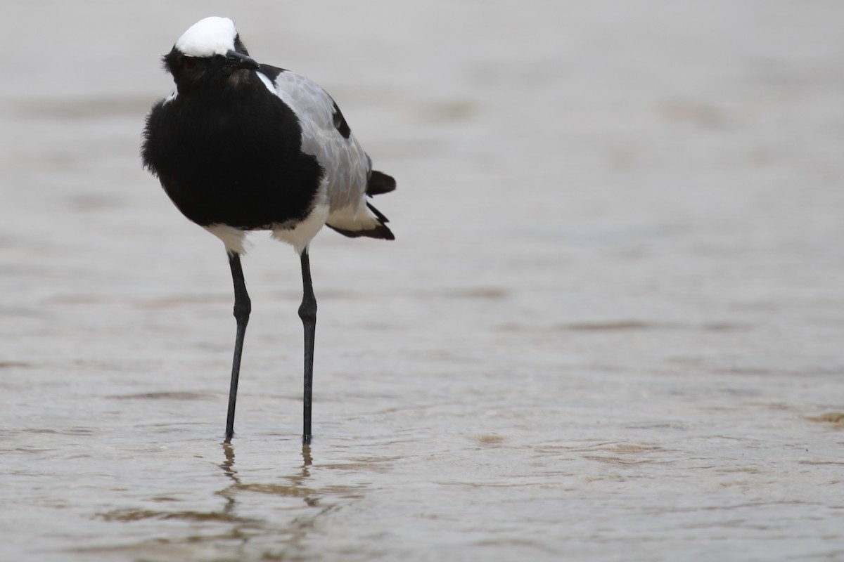 Blacksmith Lapwing - ML647015265