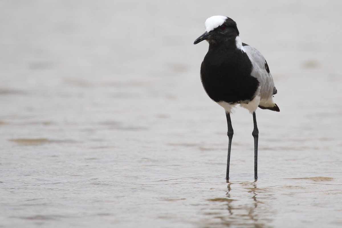 Blacksmith Lapwing - ML647015266