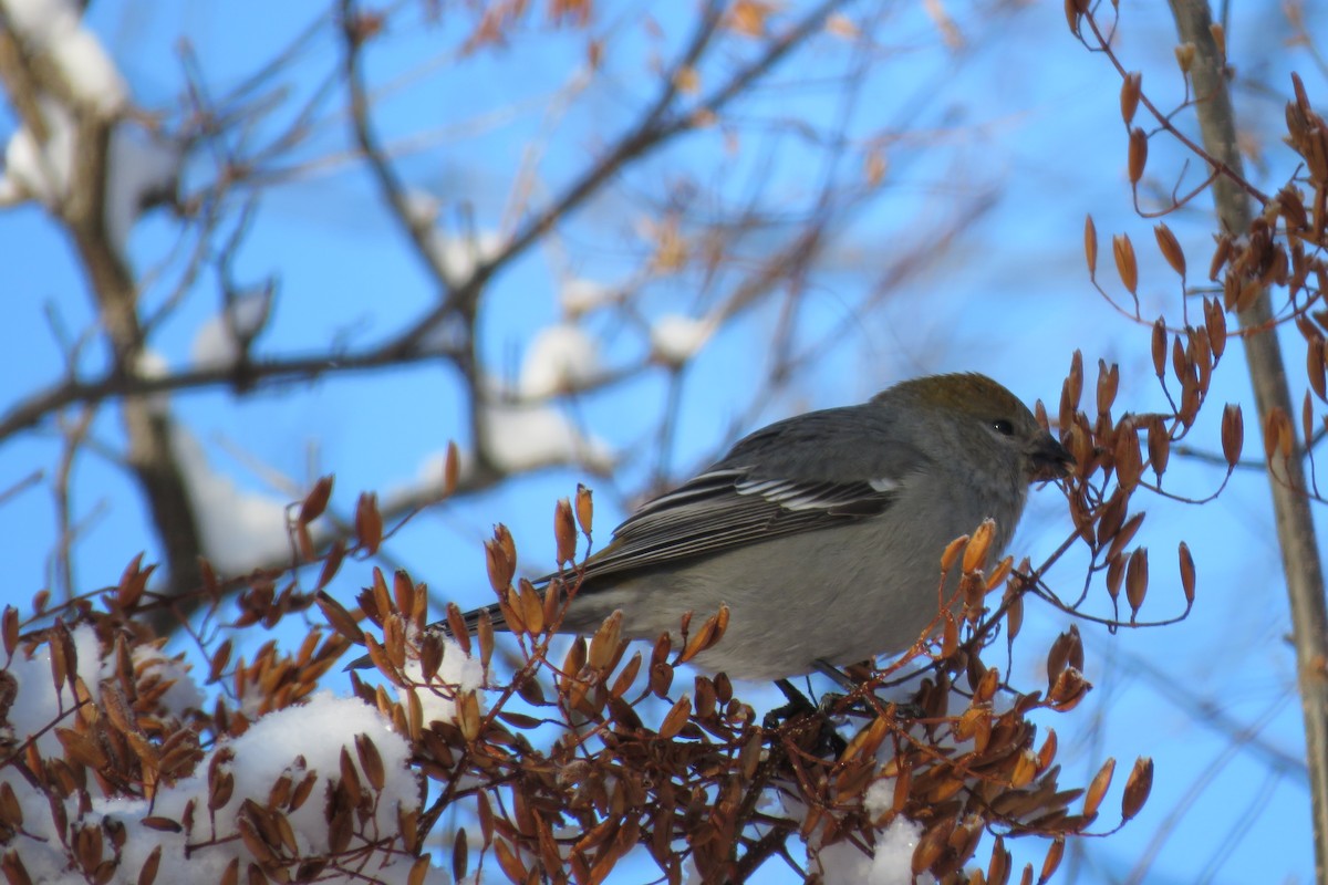 Durbec des sapins - ML647015267