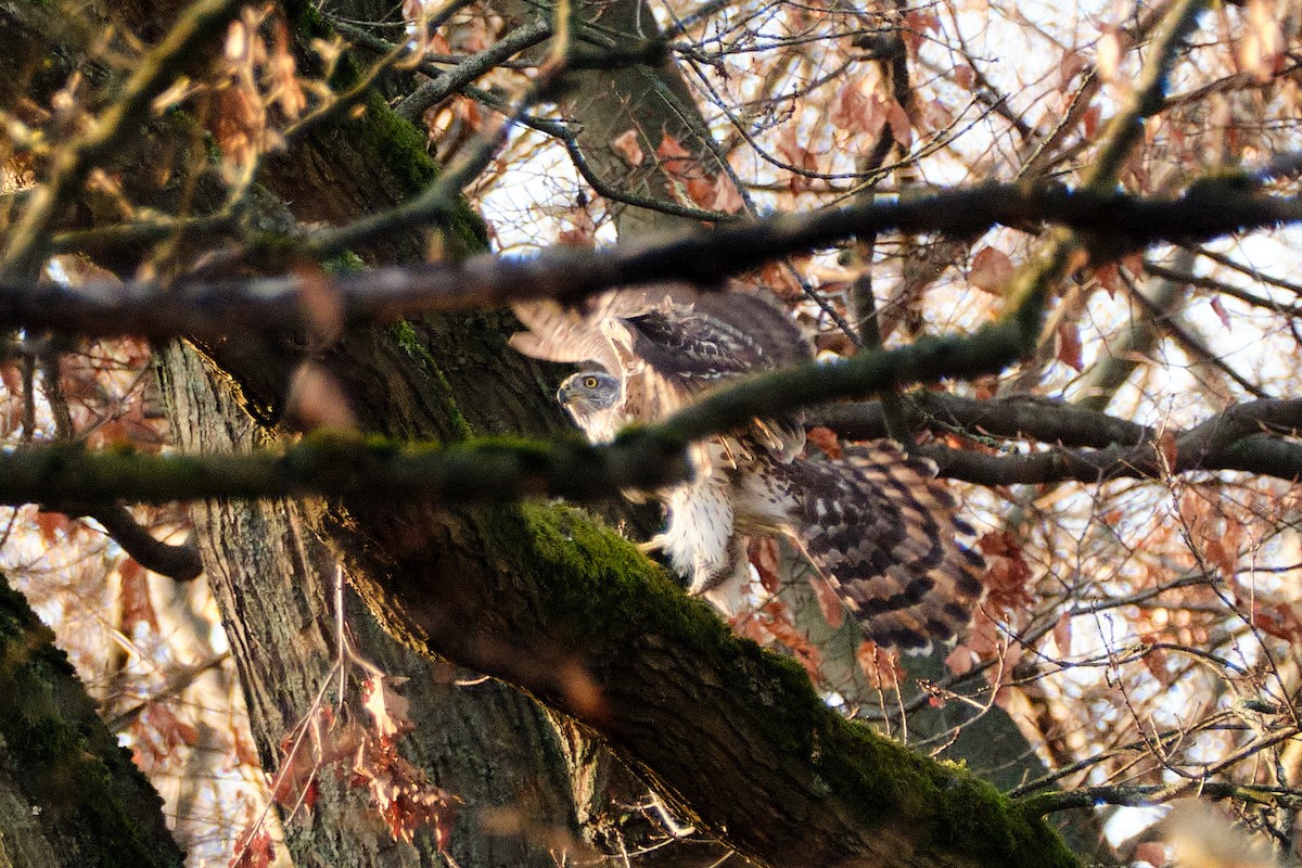 Eurasian Goshawk - ML647015276