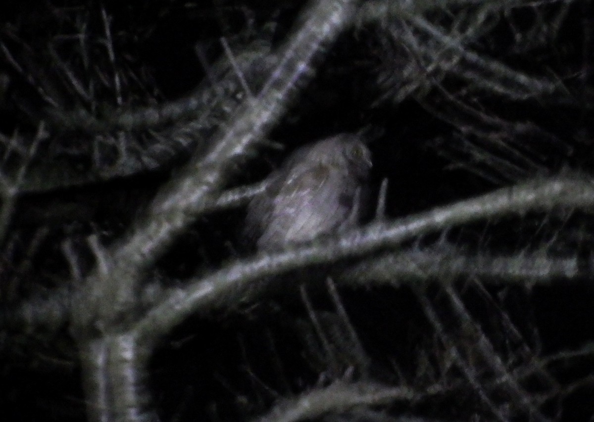 Eurasian Scops-Owl - ML647015280