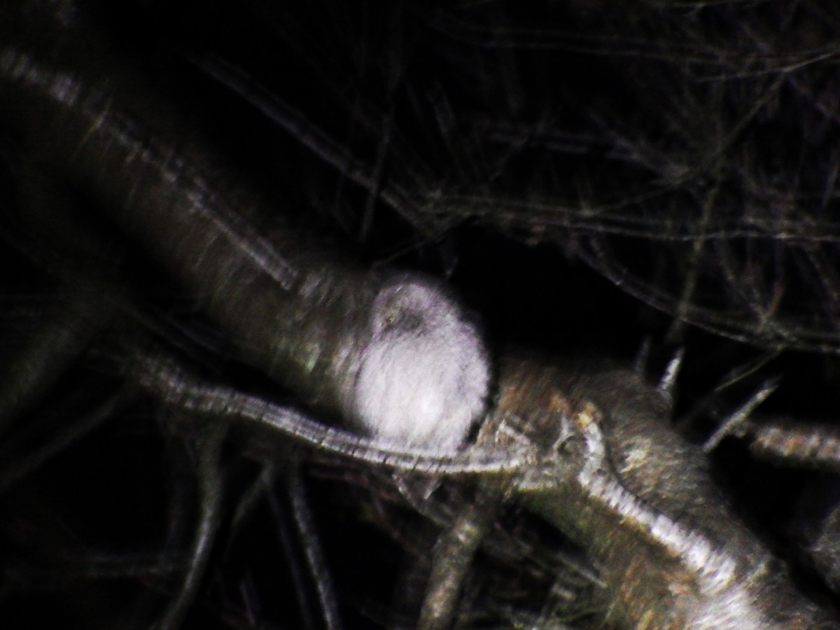 Eurasian Scops-Owl - ML647015281