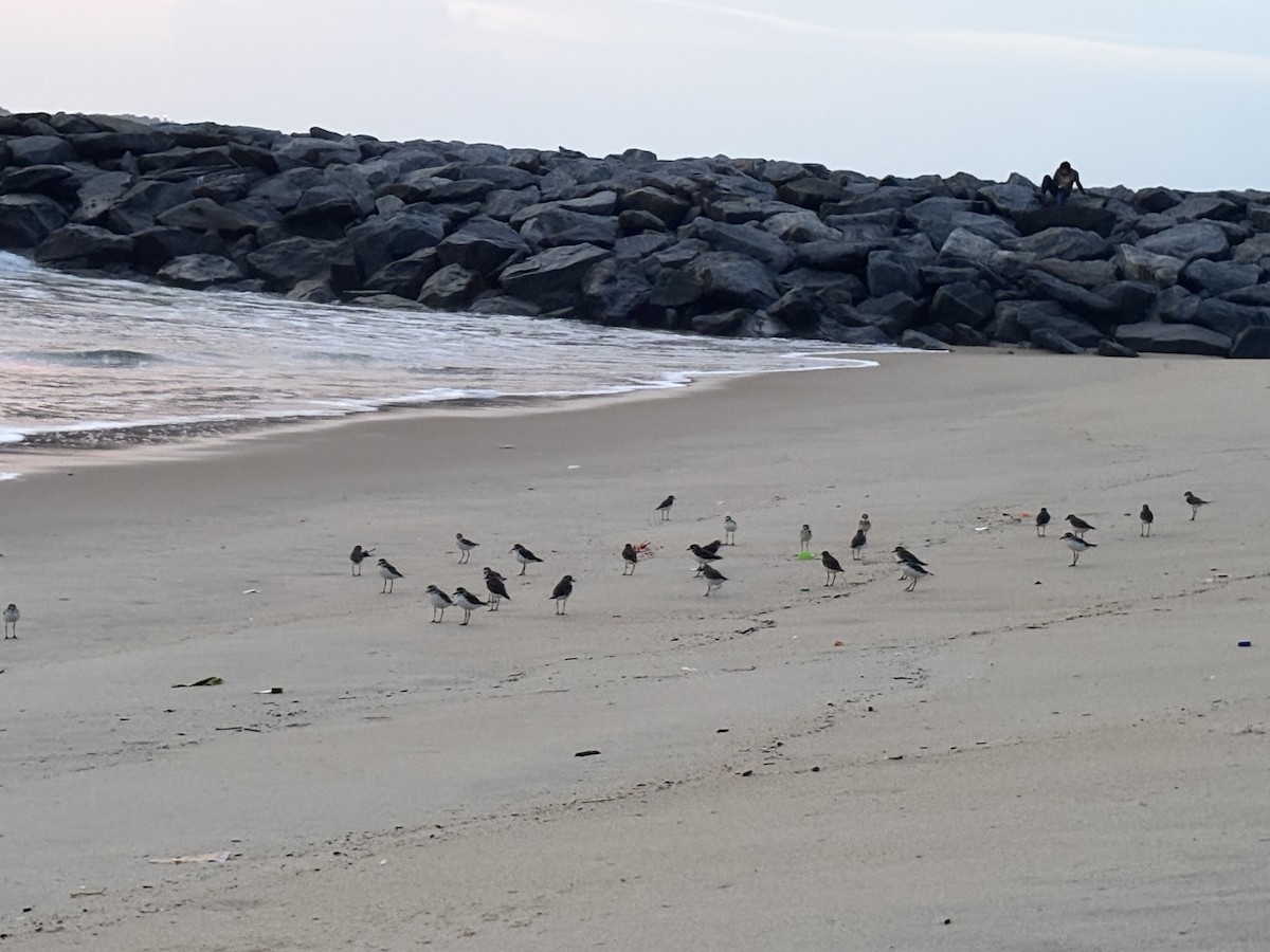 Tibet Cılıbıtı - ML647015291