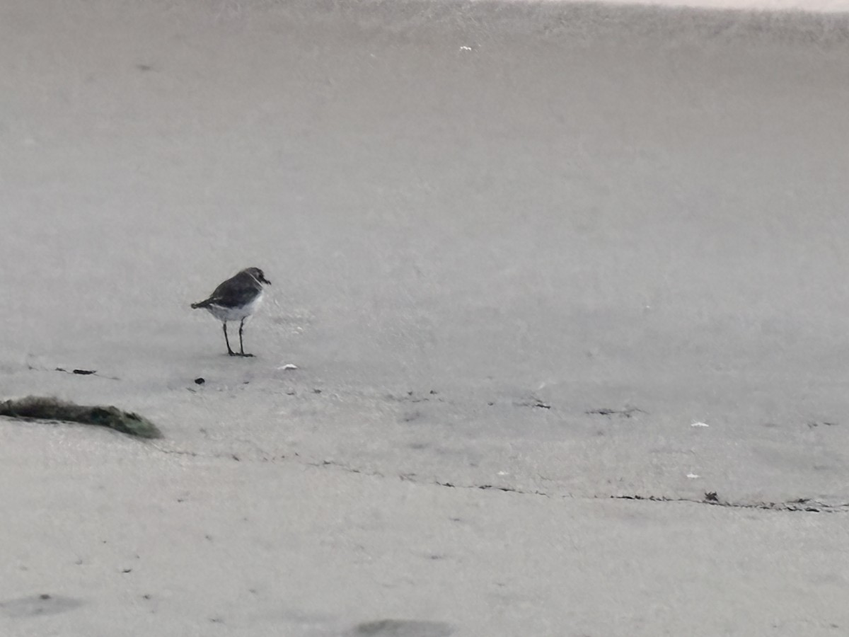 Tibet Cılıbıtı - ML647015292