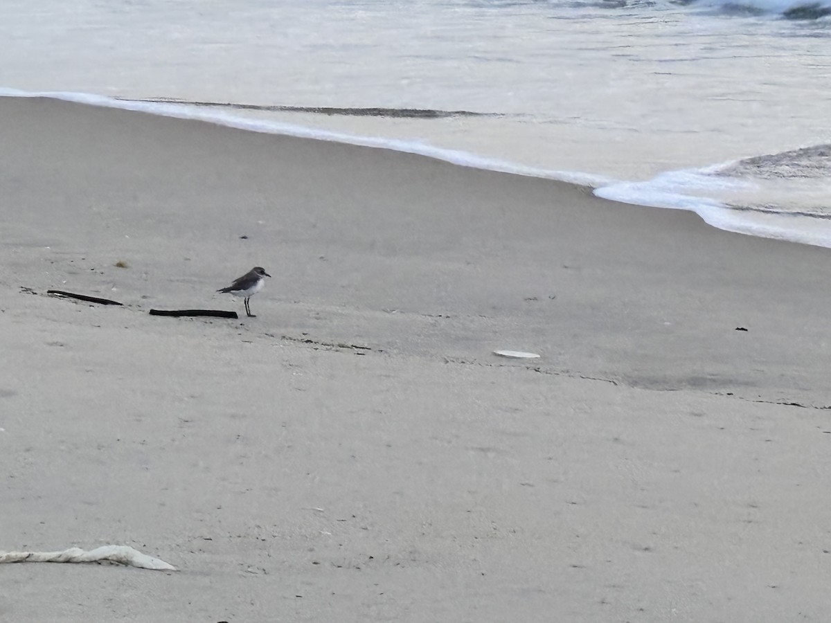 Tibet Cılıbıtı - ML647015293