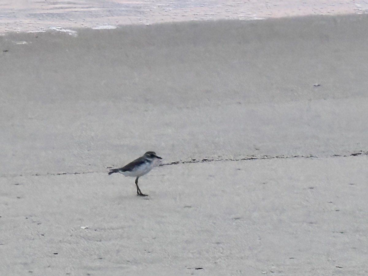 Tibet Cılıbıtı - ML647015294