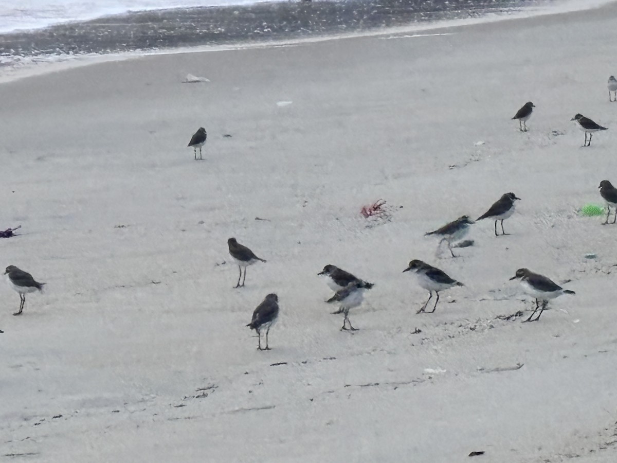 Tibet Cılıbıtı - ML647015295