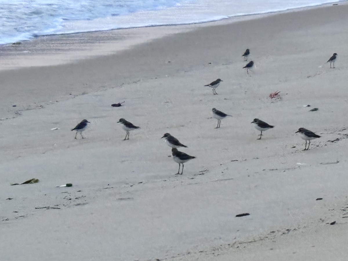 Tibet Cılıbıtı - ML647015296