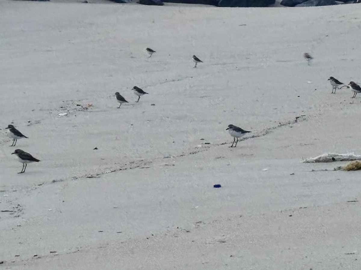 Tibet Cılıbıtı - ML647015297