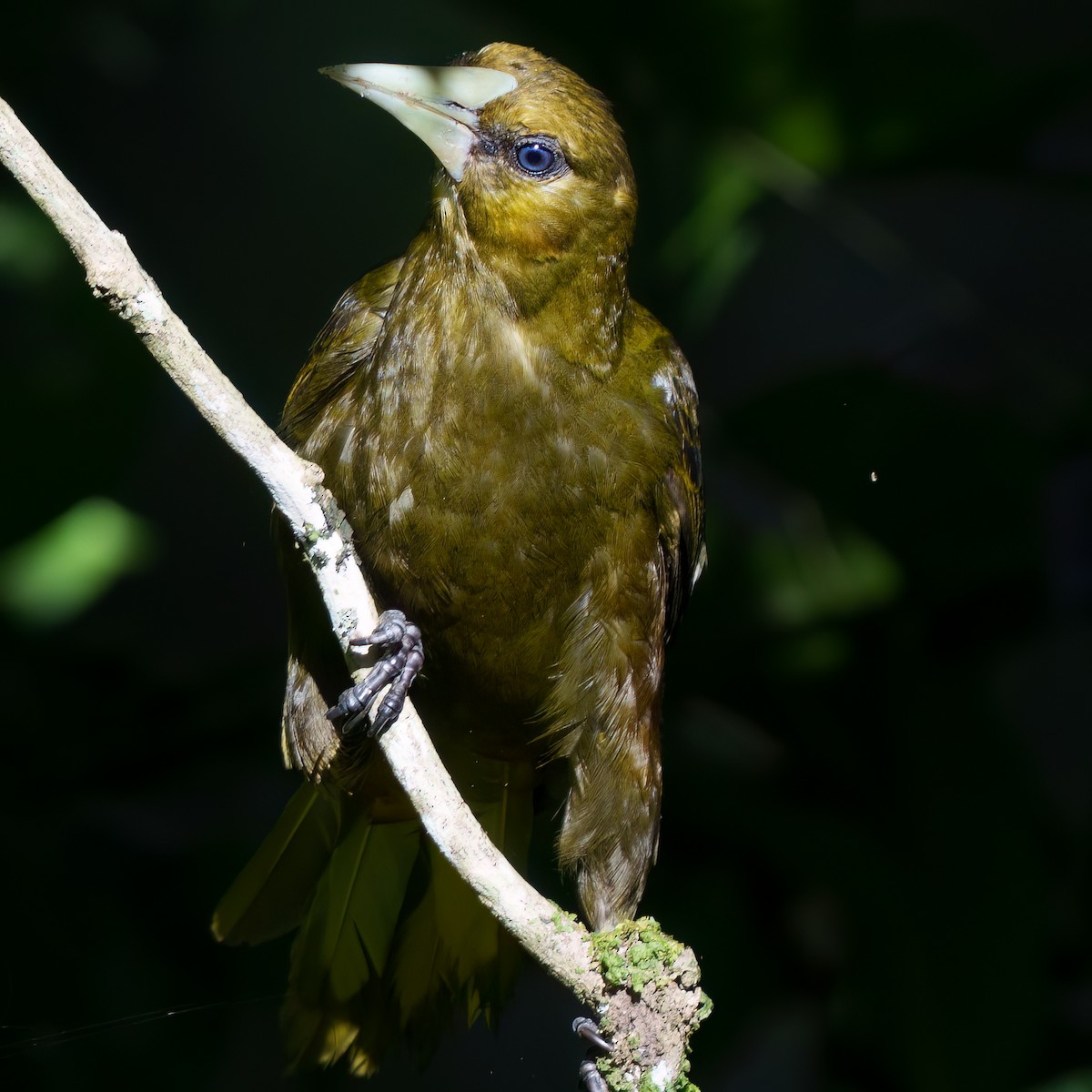 Dusky-green Oropendola - ML647015301