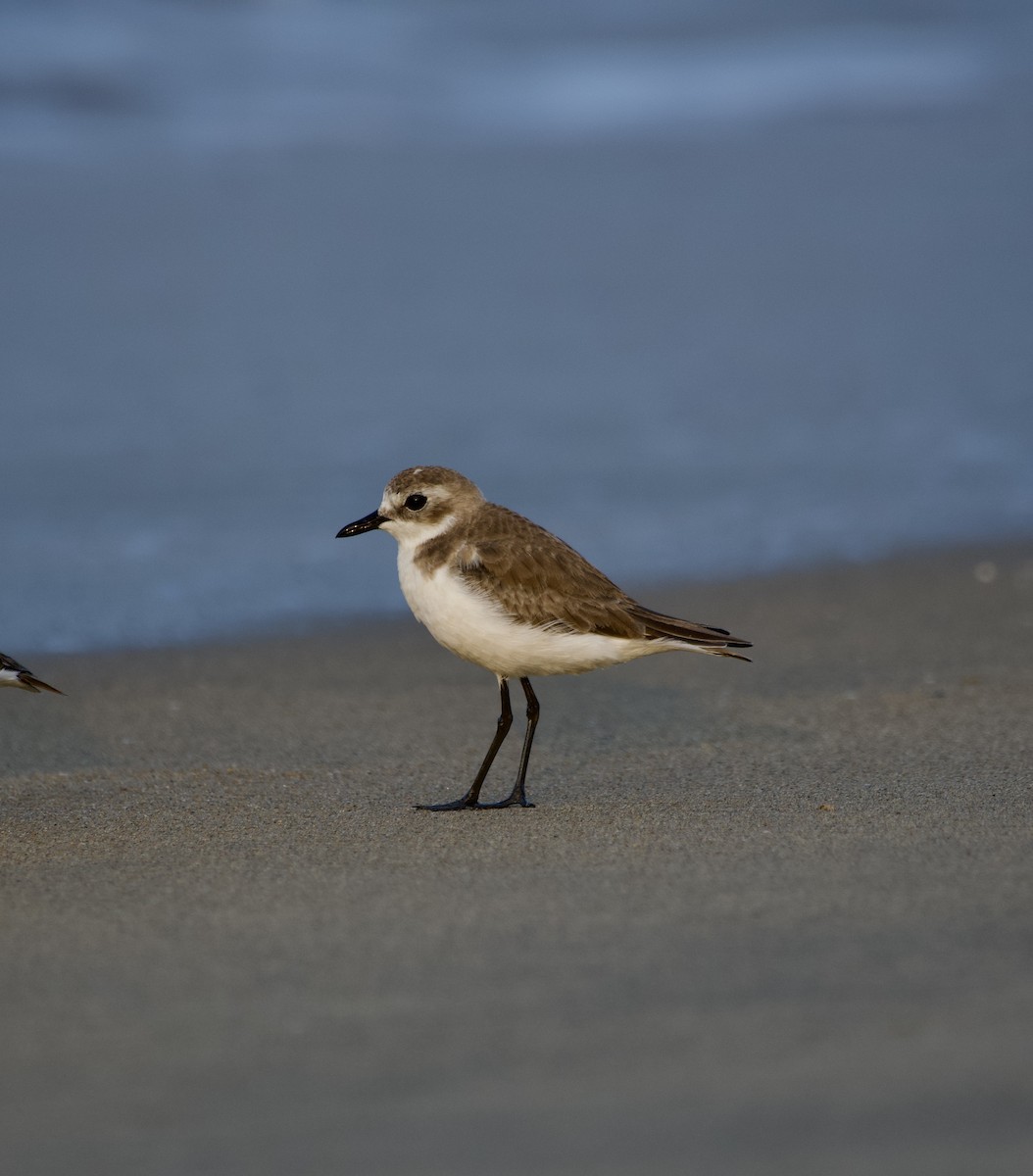 Tibet Cılıbıtı - ML647015324