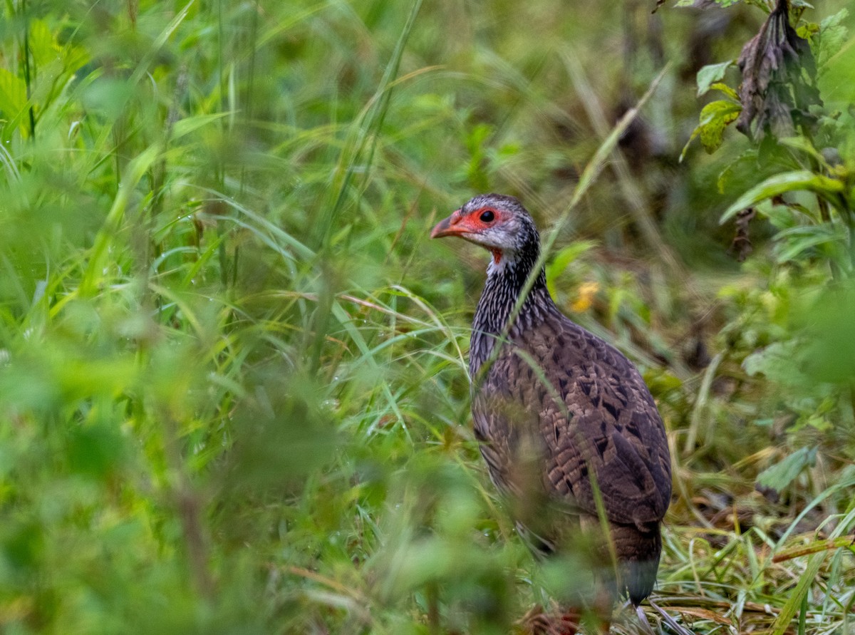 Red-necked Spurfowl - ML647015327