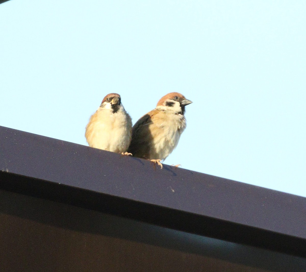 Eurasian Tree Sparrow - ML647015334