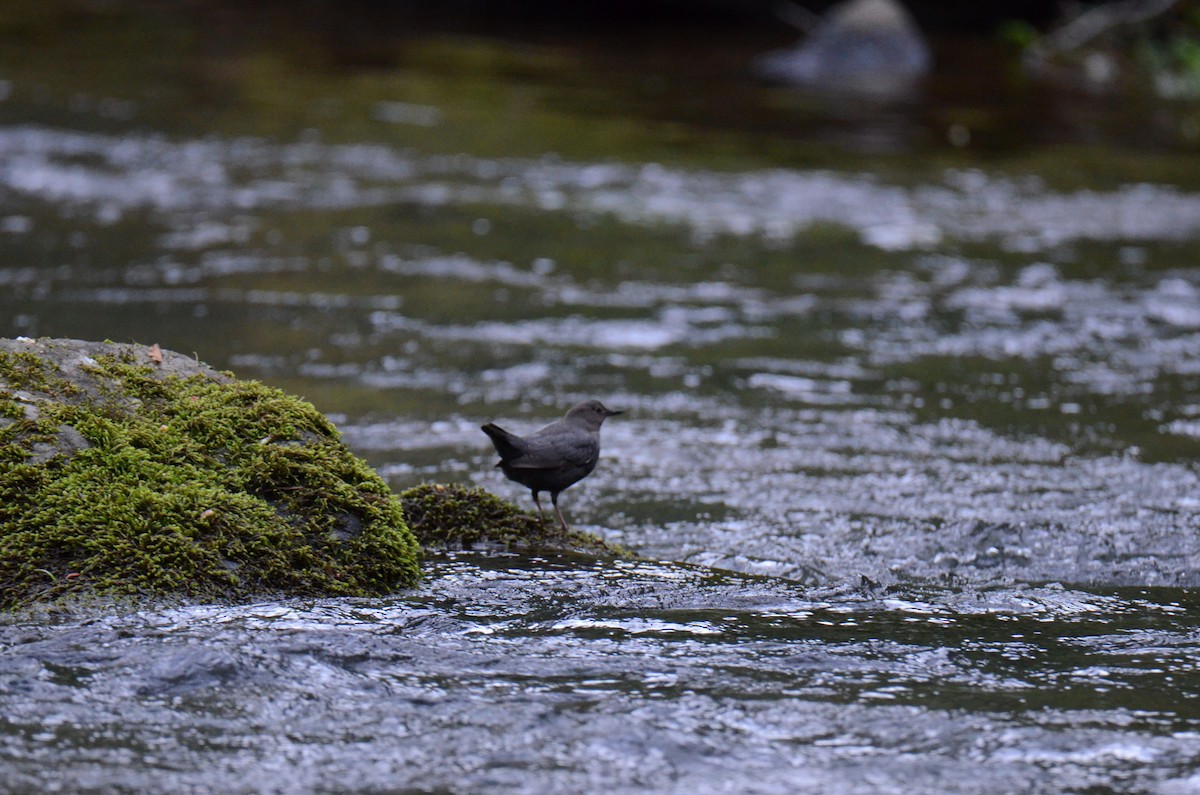 American Dipper - ML647015353