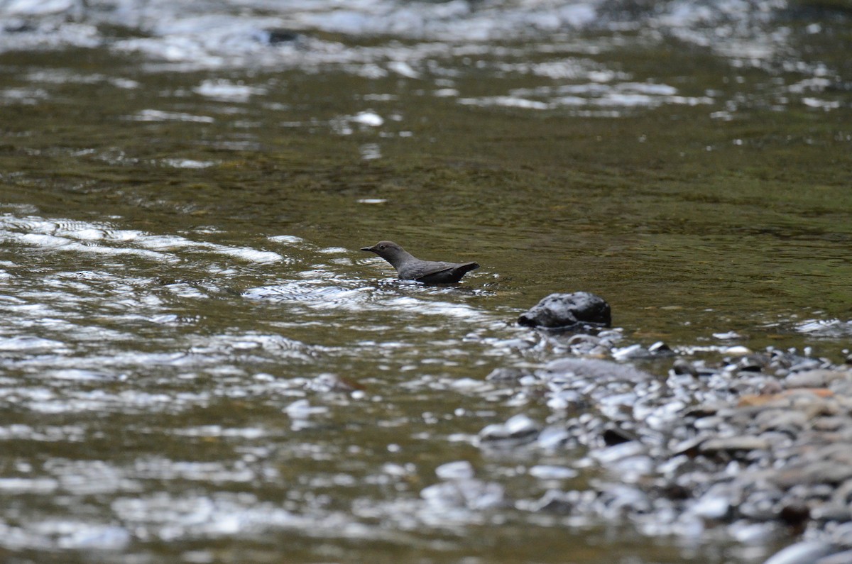 American Dipper - ML647015355