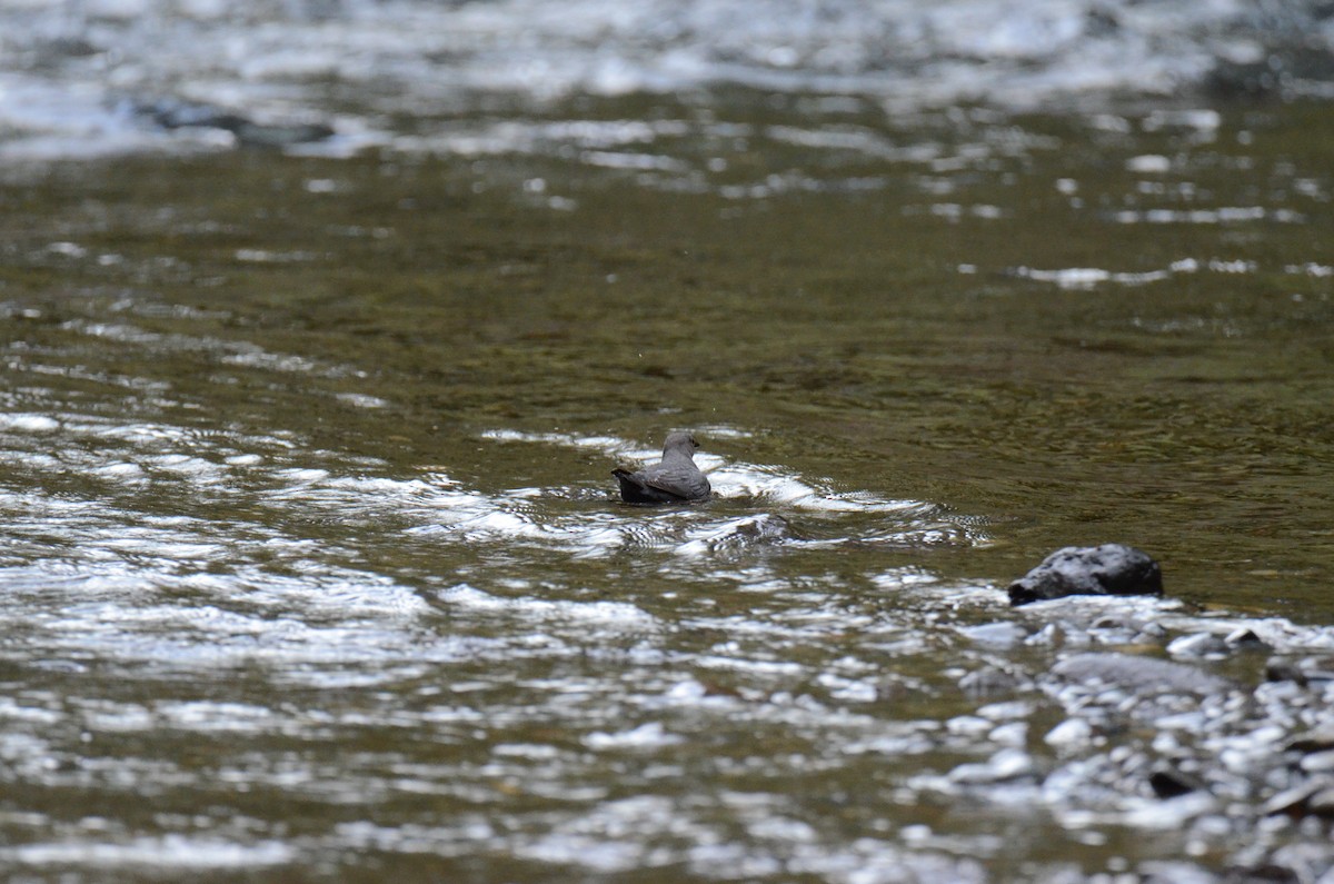 American Dipper - ML647015356