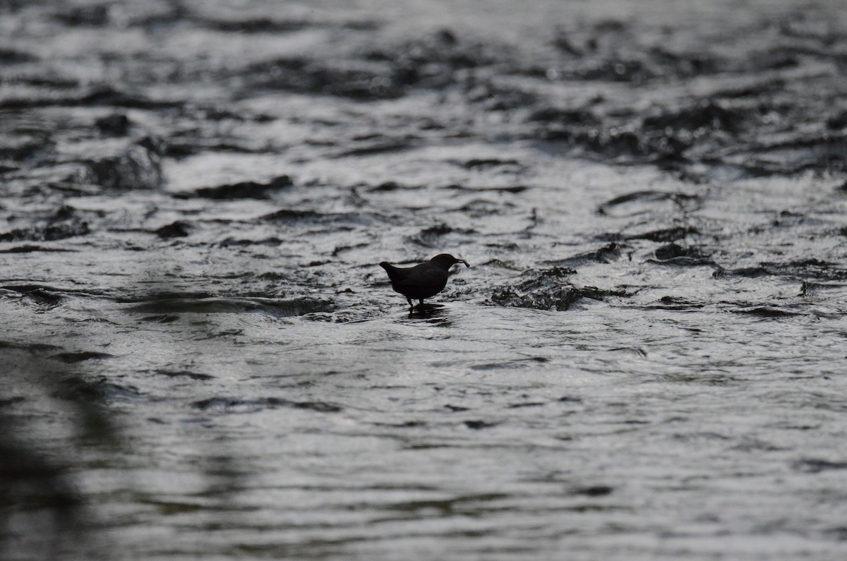 American Dipper - ML647015357