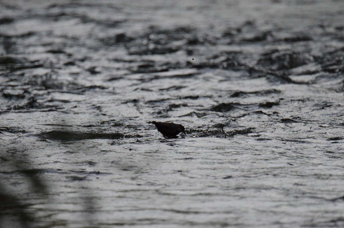 American Dipper - ML647015358