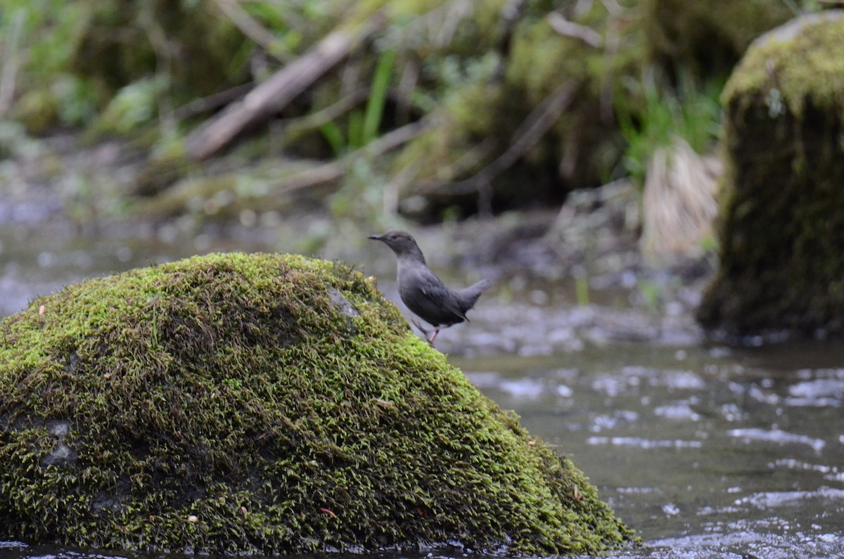 American Dipper - ML647015359
