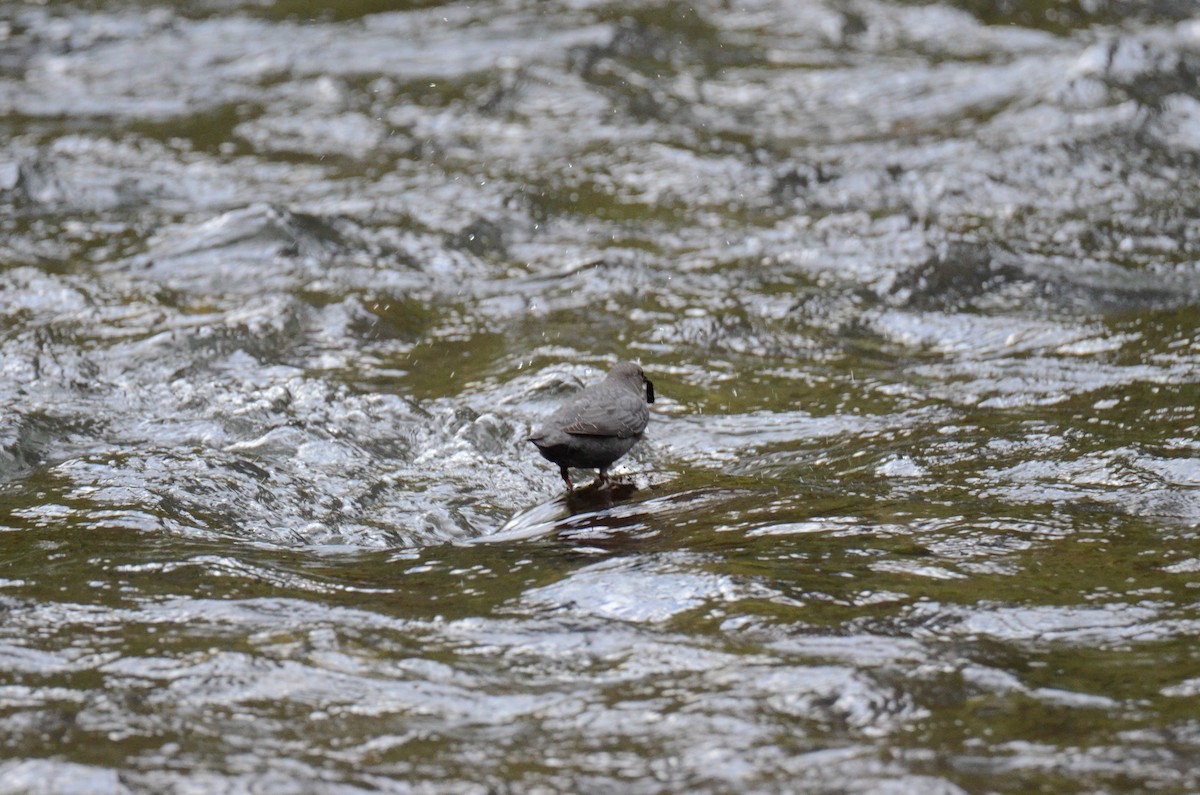 American Dipper - ML647015360