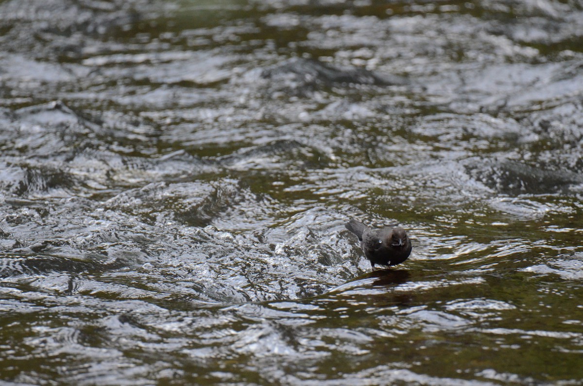 American Dipper - ML647015361