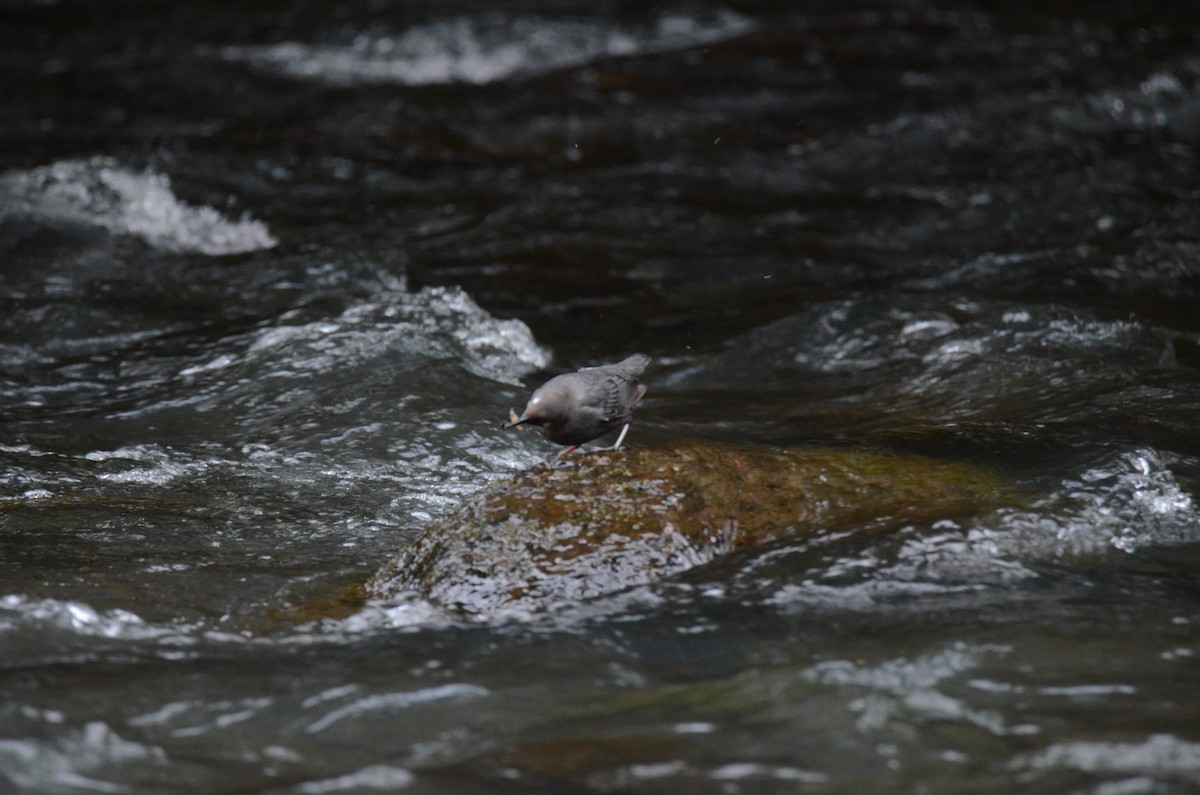 American Dipper - ML647015362