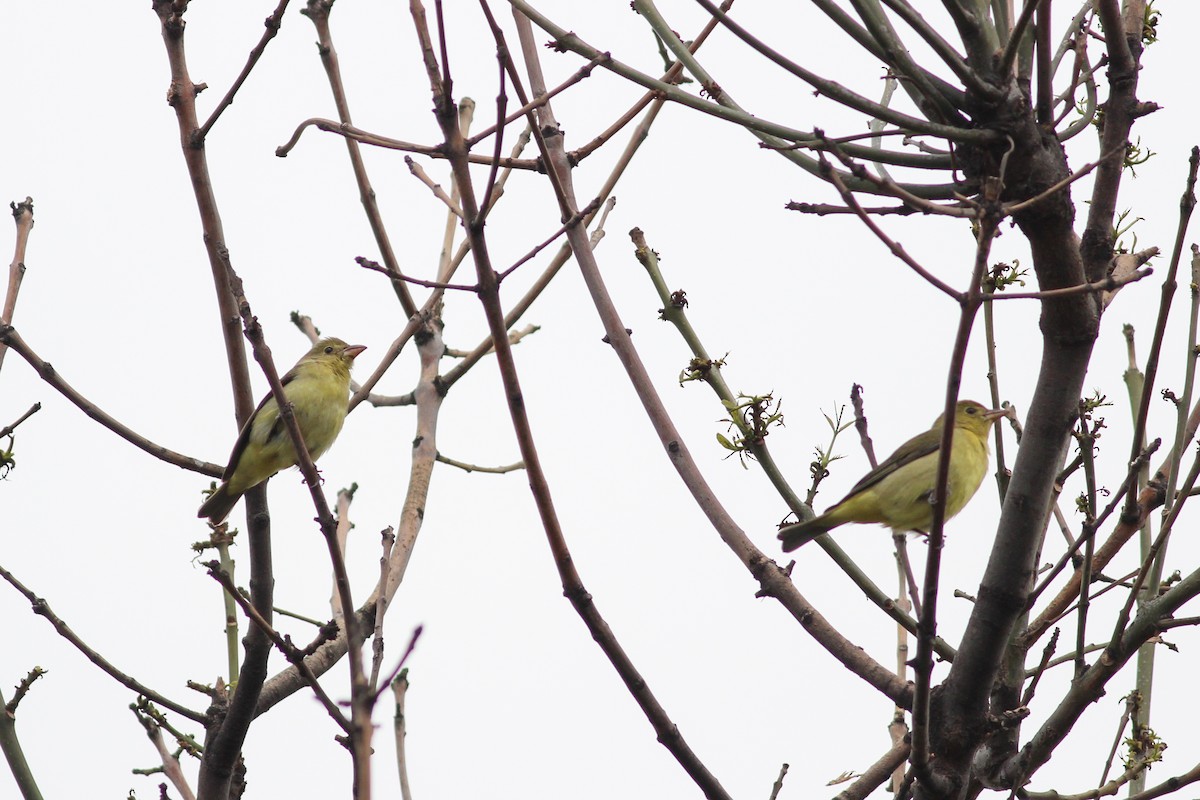 Scarlet Tanager - ML647015364