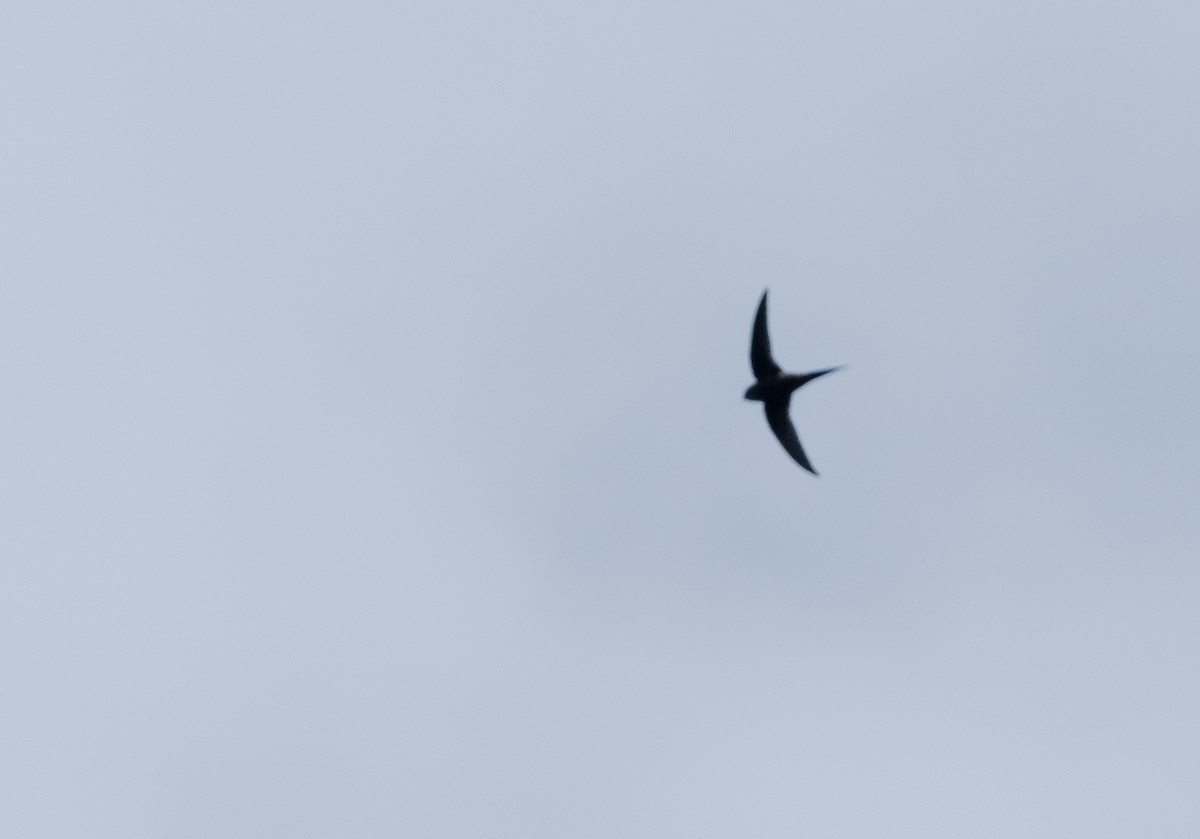 Scarce Swift - ML647015369