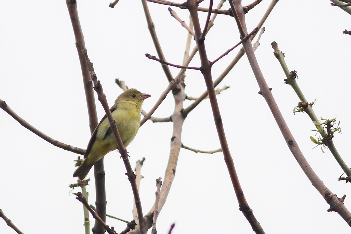 Scarlet Tanager - ML647015383