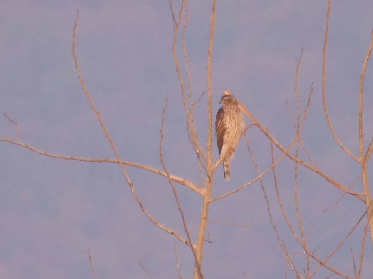 Eurasian Goshawk - ML647015386
