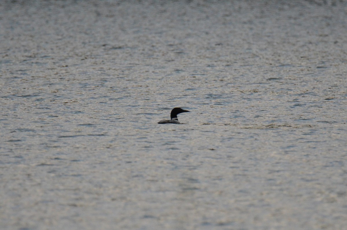 Common Loon - ML647015395