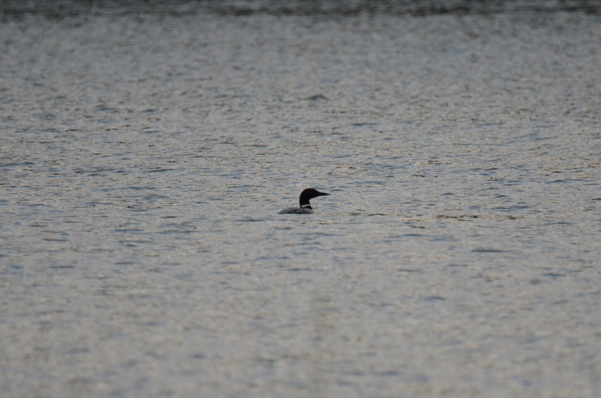 Common Loon - ML647015396
