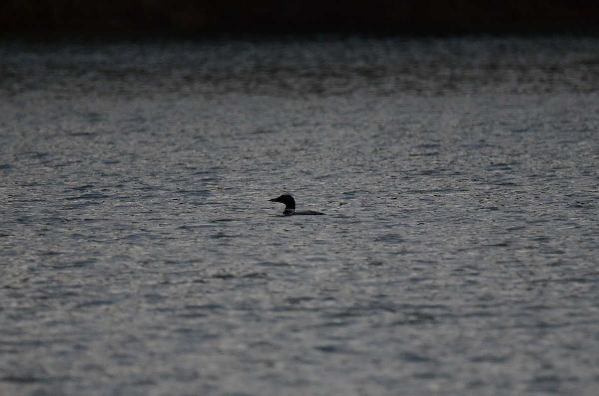 Common Loon - ML647015397