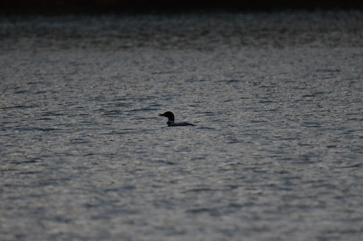 Common Loon - ML647015398