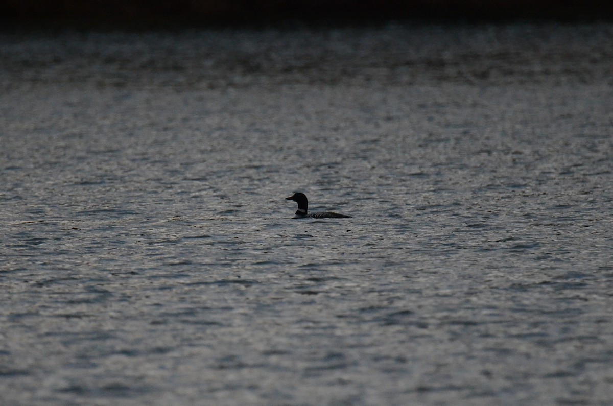 Common Loon - ML647015399