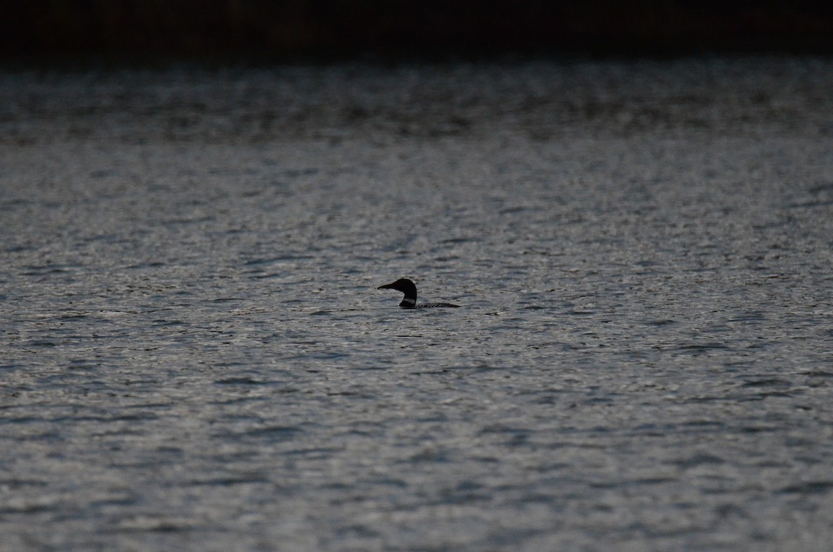 Common Loon - ML647015400