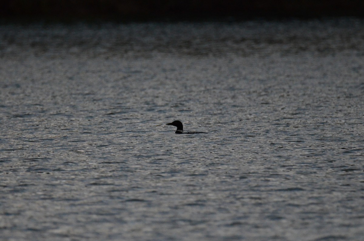 Common Loon - ML647015401