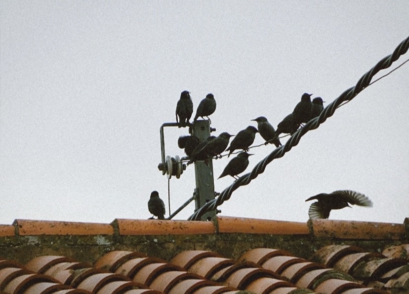 Einfarbstar - ML647015416