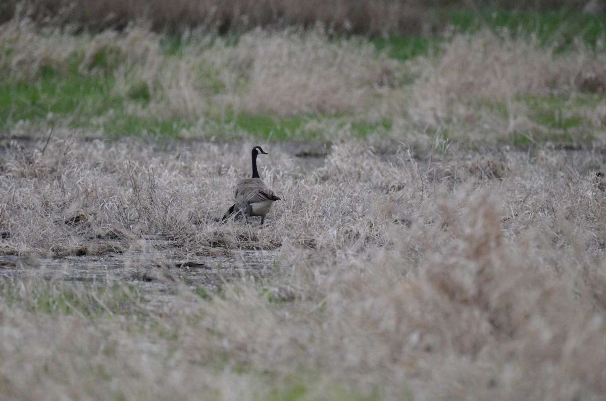 Canada Goose - ML647015420