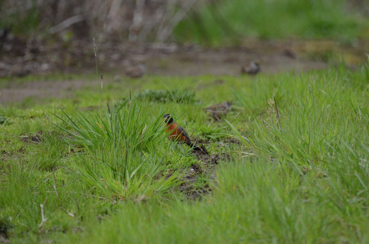 American Robin - ML647015424