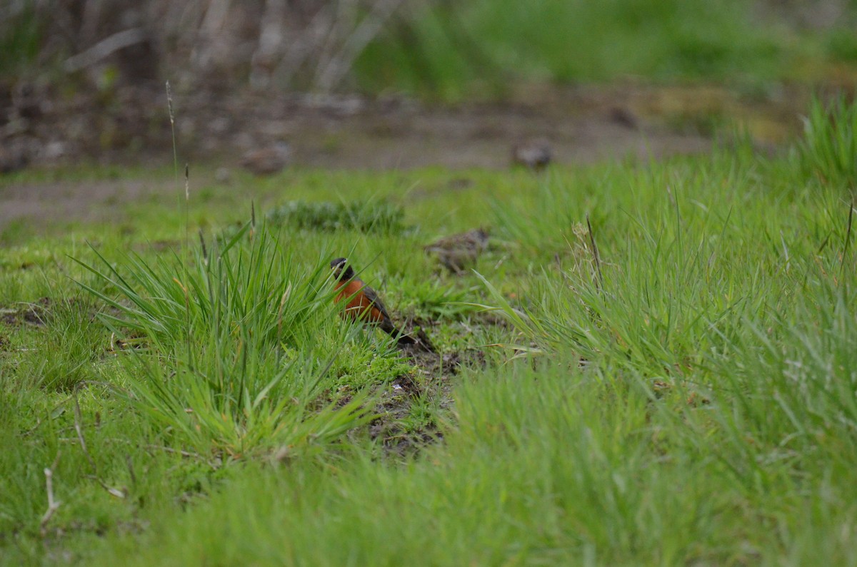 American Robin - ML647015425