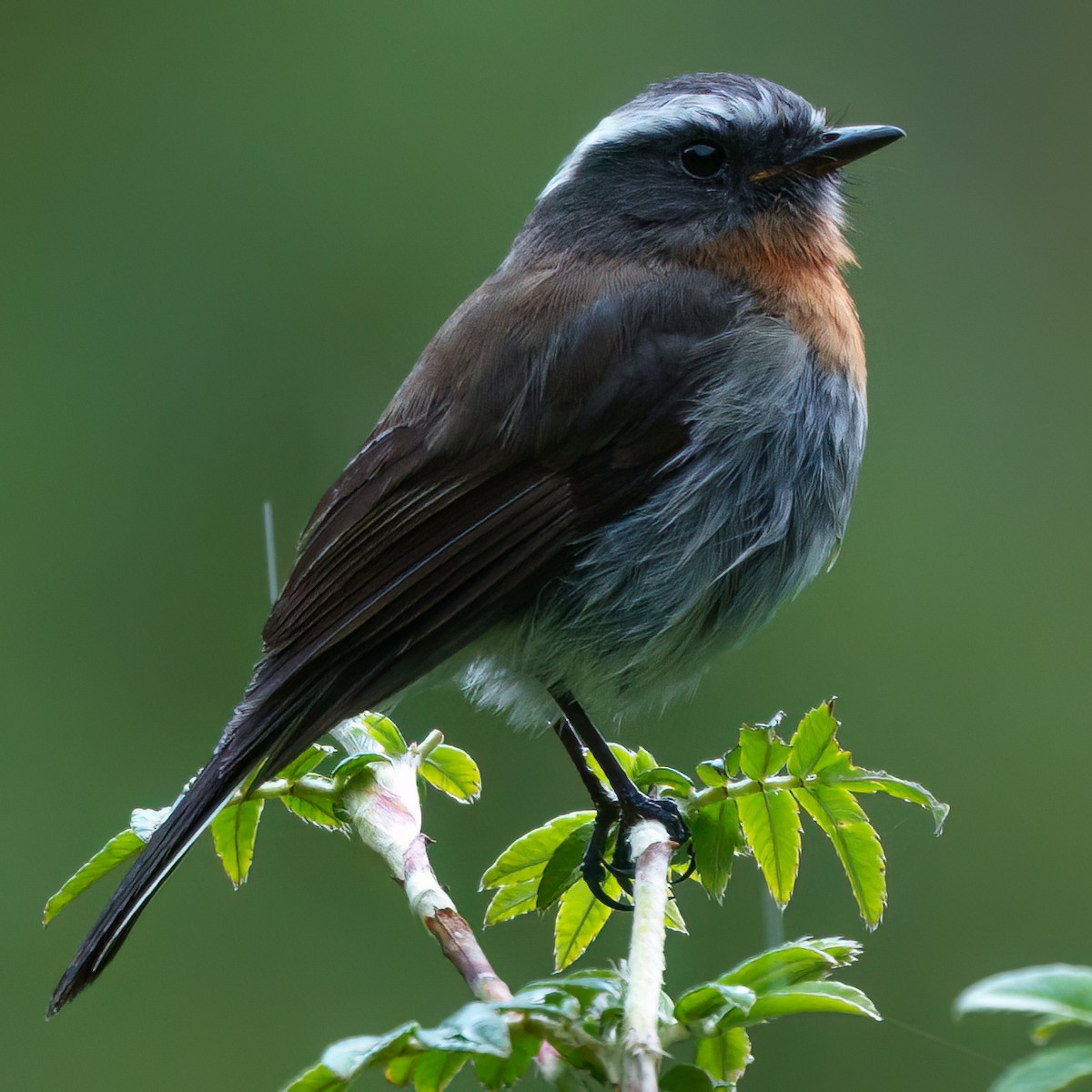 Rufous-breasted Chat-Tyrant - ML647015452
