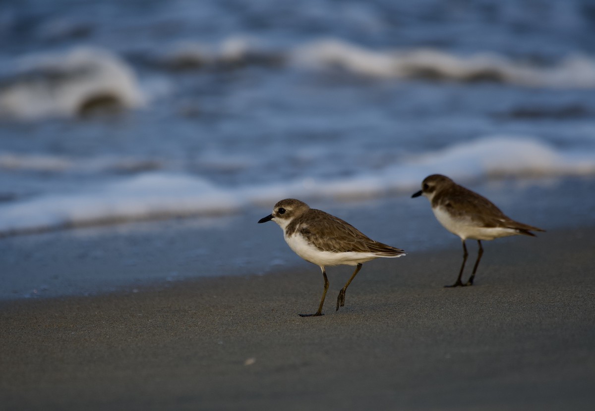 Tibet Cılıbıtı - ML647015454