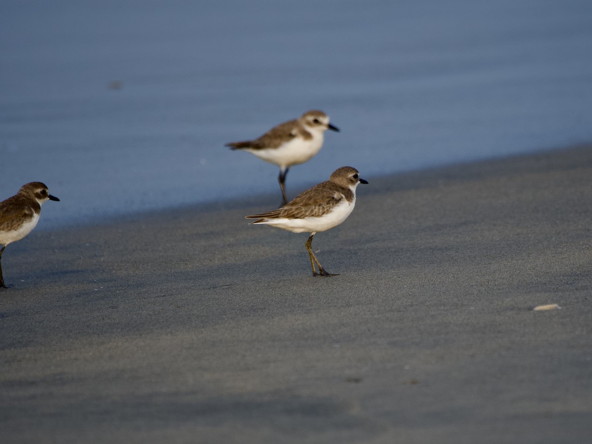 Tibet Cılıbıtı - ML647015455