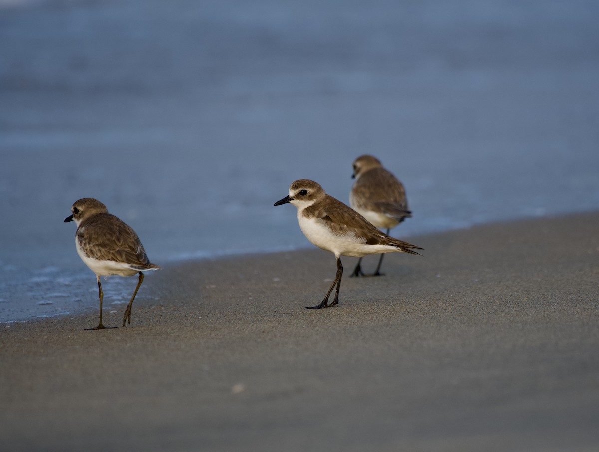 Tibet Cılıbıtı - ML647015456