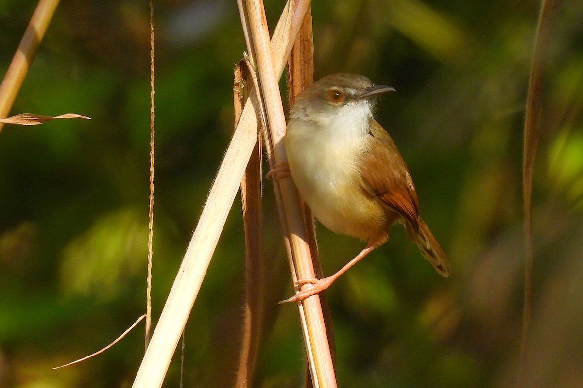 Rufescent Prinia - ML647015477