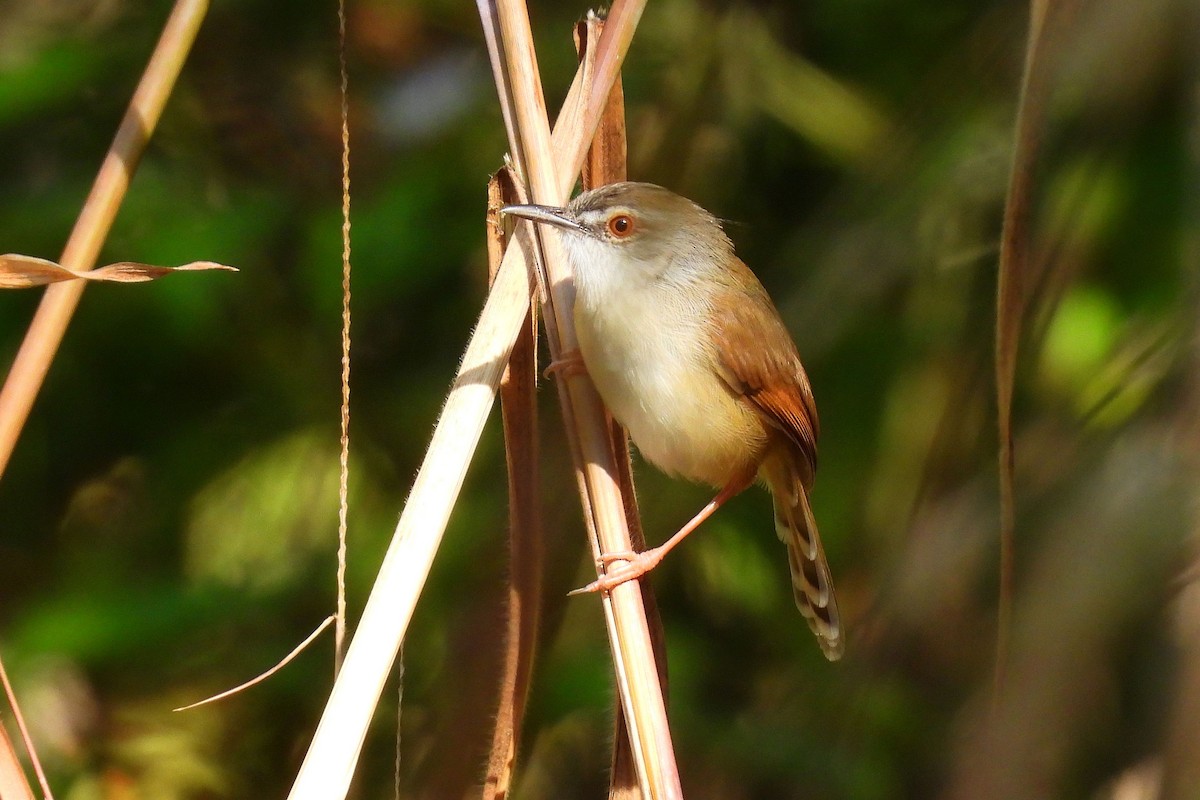 Rufescent Prinia - ML647015478